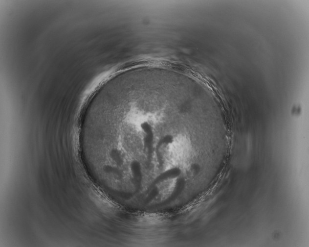 X0000099300149200805091002