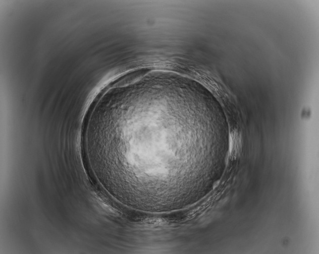 X0000099300195200805091002