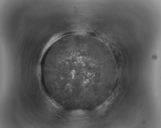 X0000099300198200805091002