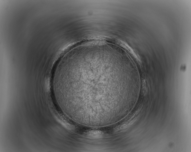 X0000099300203200805091002