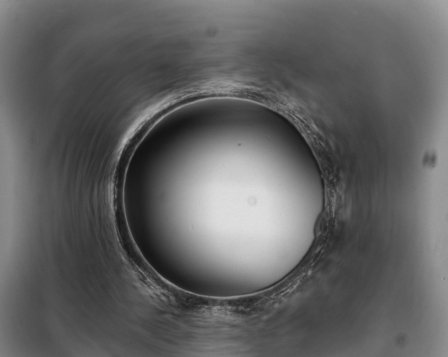 X0000099300244200805091001