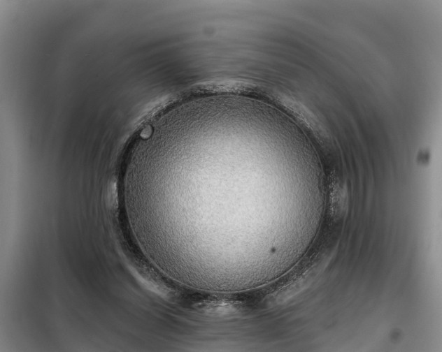 X0000099300254200805091001