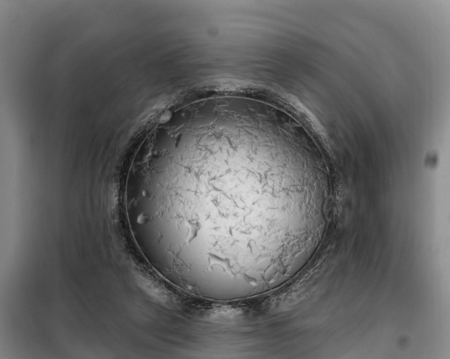 X0000099300257200805091001