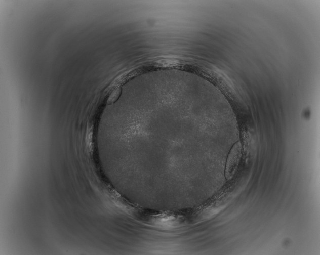 X0000099300267200805091001