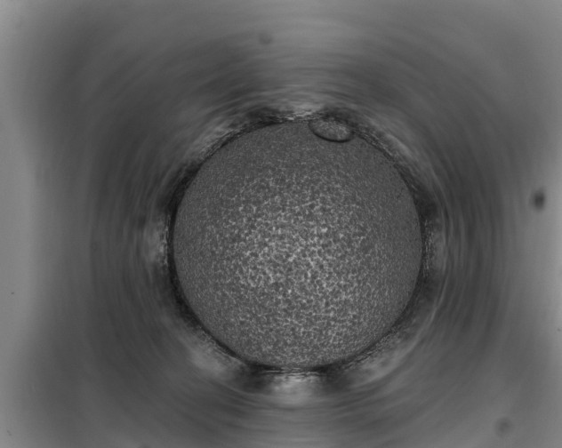 X0000099300274200805091001