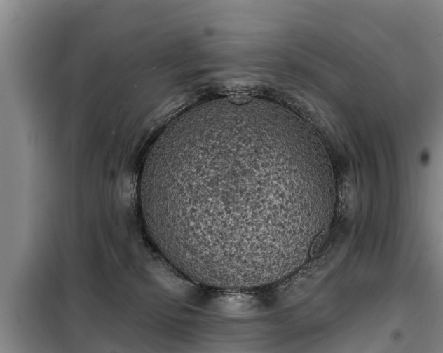 X0000099300278200805091001