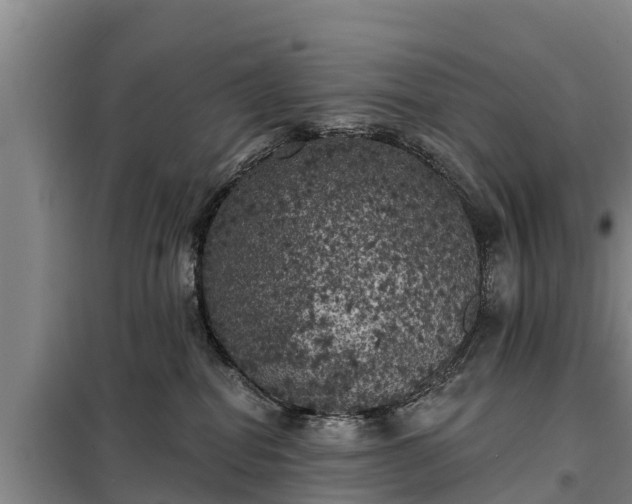 X0000099300282200805091001