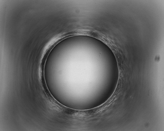 X0000099300294200805091001