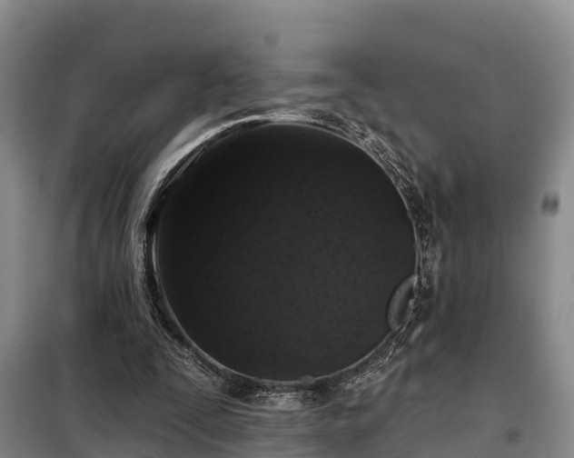 X0000099300295200805091001