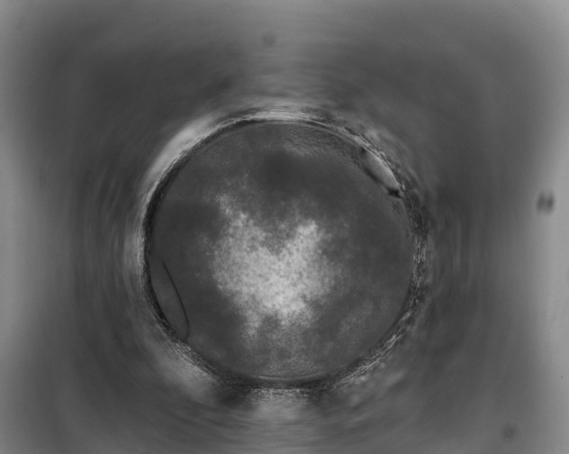 X0000099300296200805091000