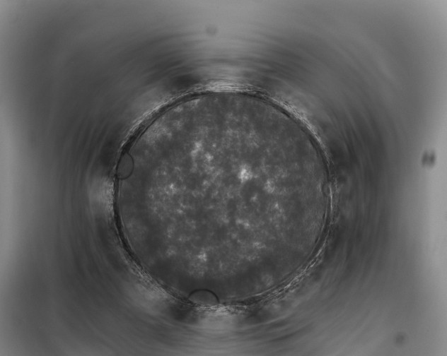 X0000099300297200805091000