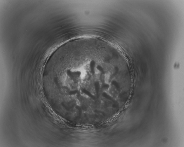 X0000099300337200805090959