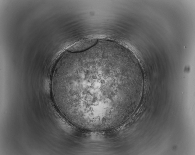 X0000099300345200805090959