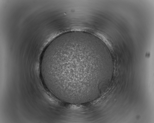 X0000099300346200805090959