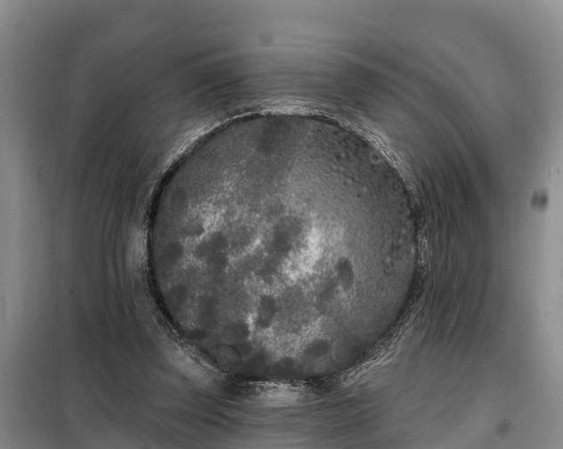 X0000099300347200805090959