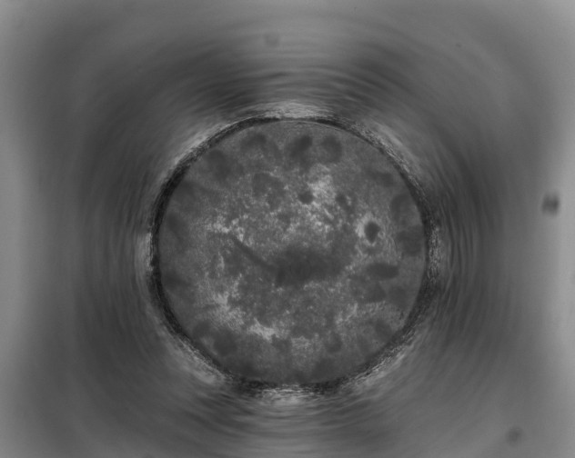 X0000099300351200805090959