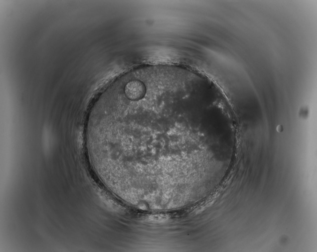 X0000099300353200805090959