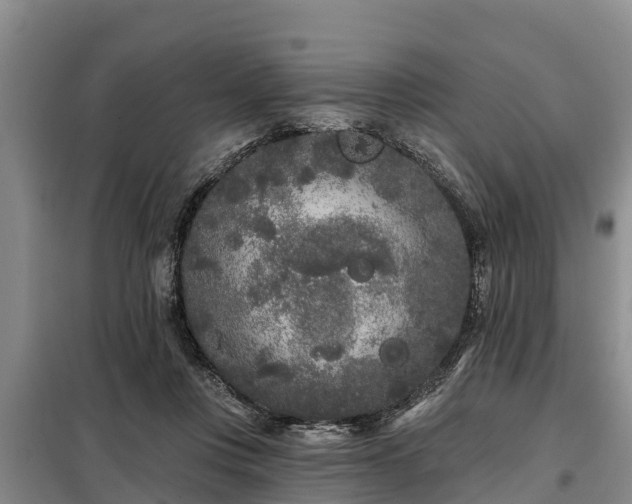 X0000099300359200805090959