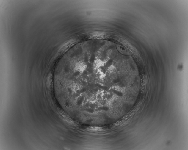 X0000099300361200805090959