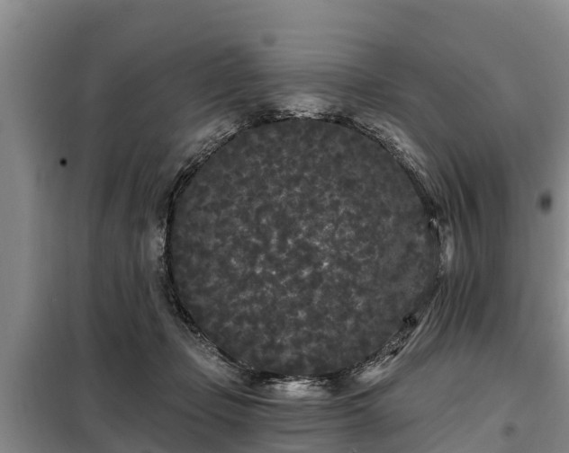 X0000099300365200805090959