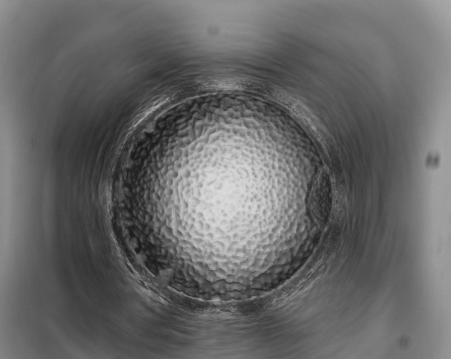 X0000099300386200805090959