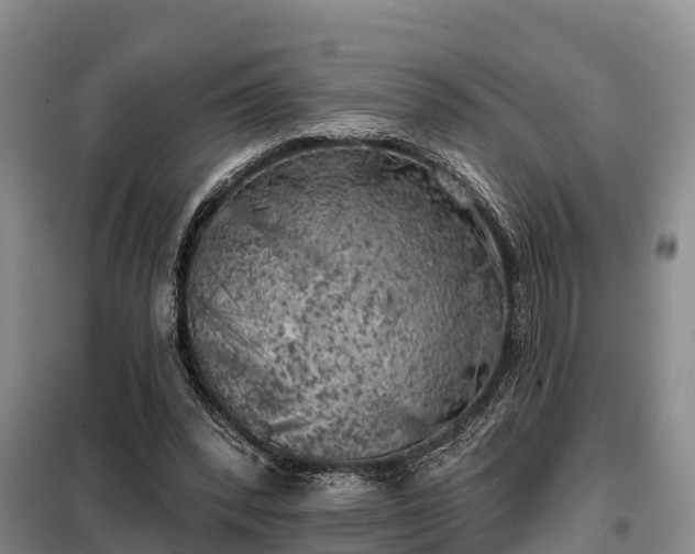 X0000099300392200805090959