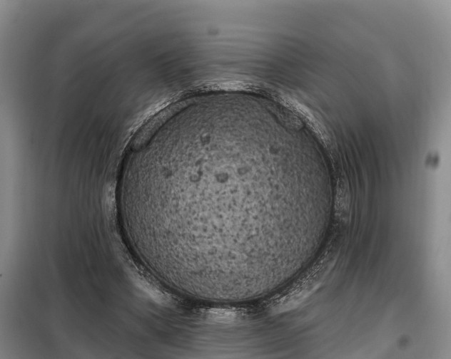 X0000099300394200805090959