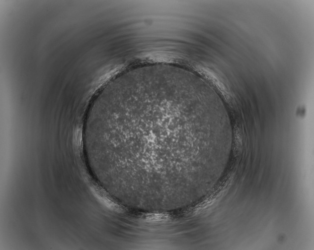 X0000099300398200805090959