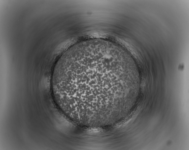 X0000099300402200805090959