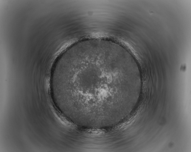 X0000099300443200805090958