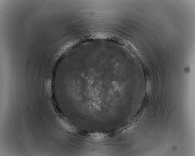 X0000099300444200805090958