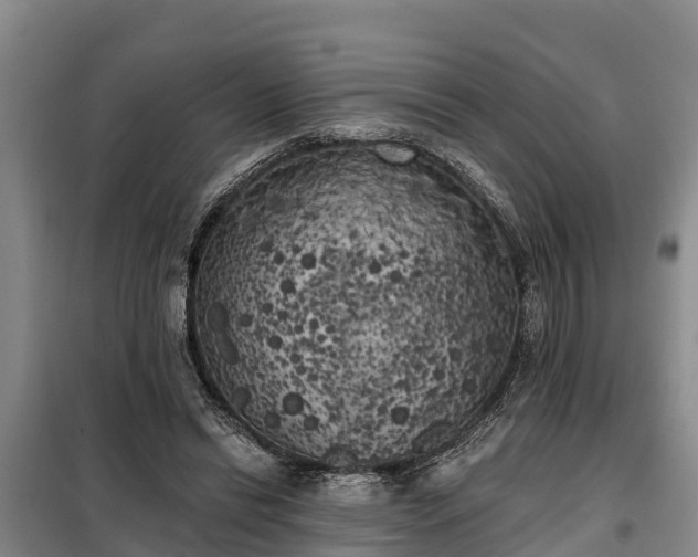 X0000099300446200805090958