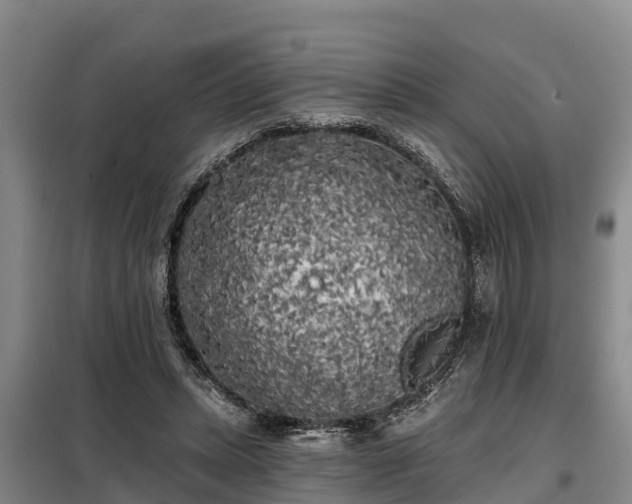 X0000099300447200805090958