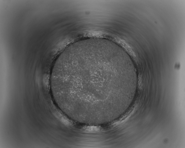 X0000099300449200805090958