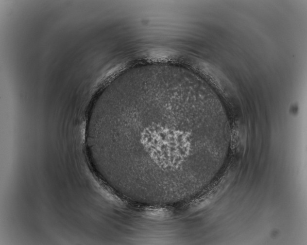 X0000099300454200805090958