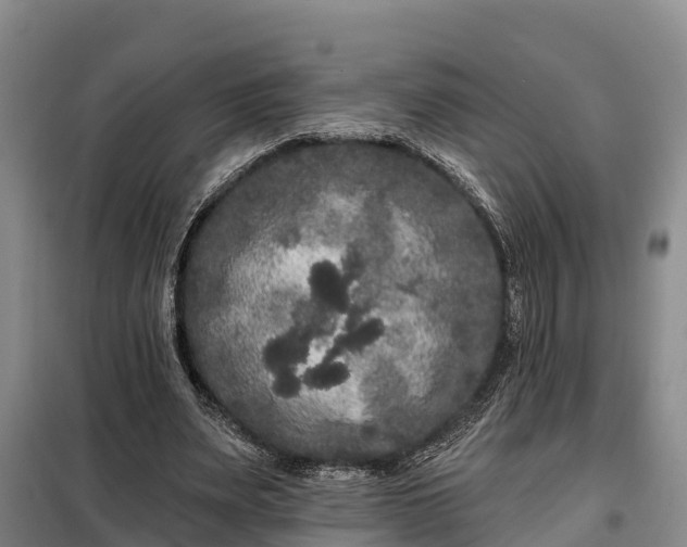 X0000099300487200805090957