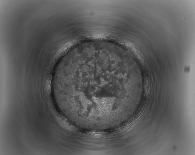 X0000099300495200805090957