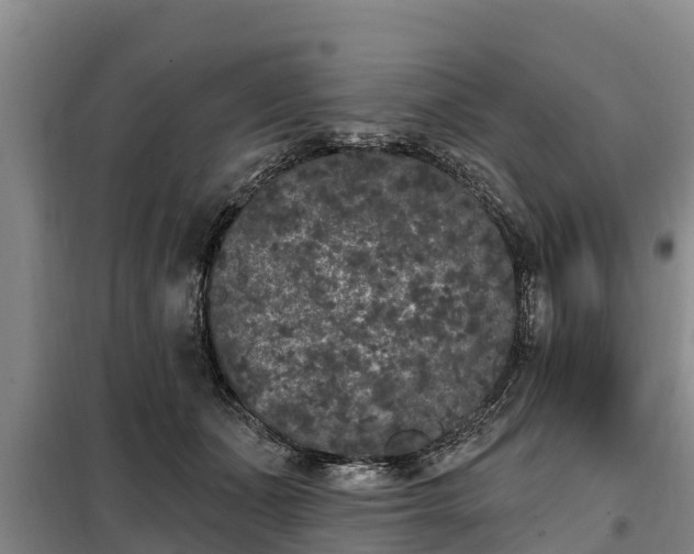 X0000099300511200805090957