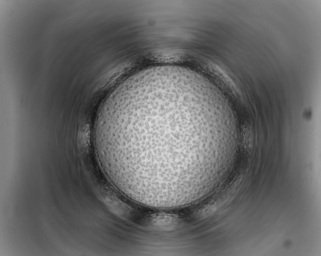 X0000099300549200805090956