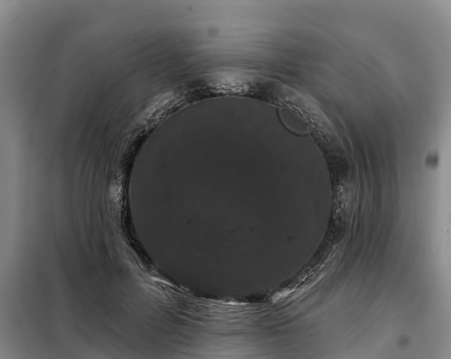 X0000099300600200805090956