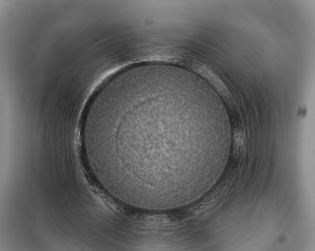 X0000099300628200805090955