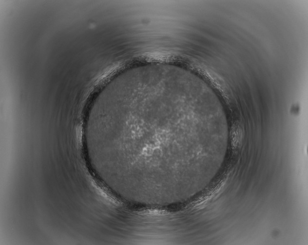 X0000099300637200805090955