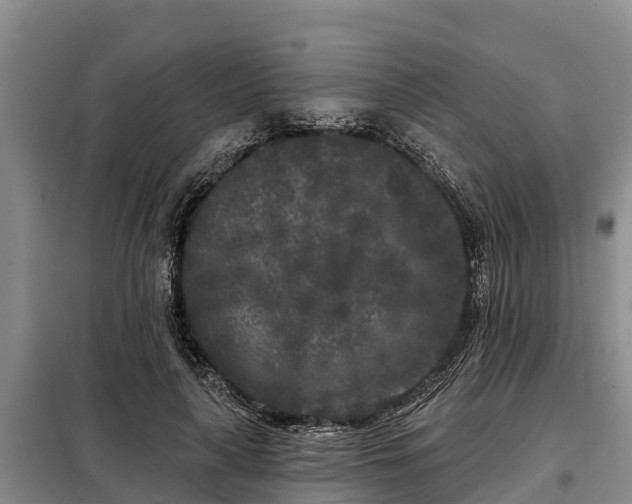 X0000099300643200805090955