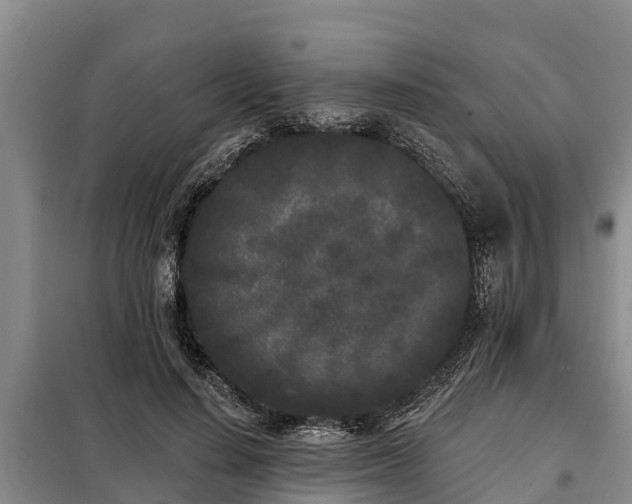 X0000099300644200805090955