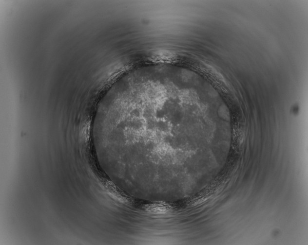 X0000099300652200805090955