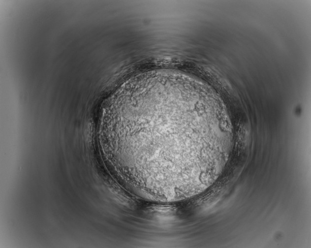 X0000099300659200805090955