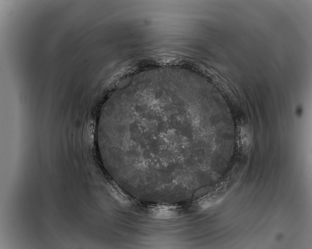 X0000099300664200805090955