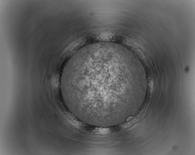 X0000099300665200805090955