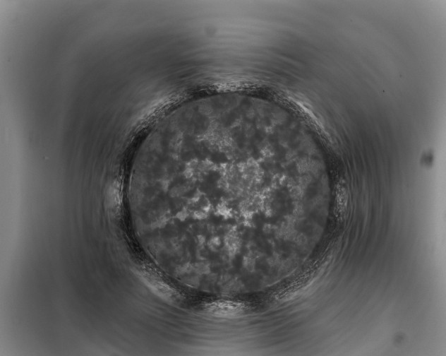 X0000099300691200805090954