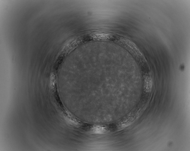 X0000099300701200805090954